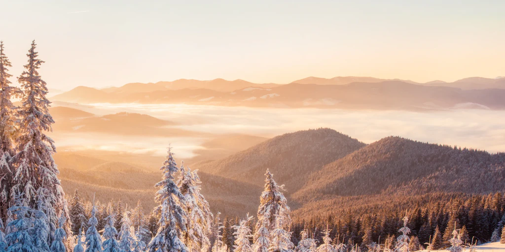 verschneiter Winterwald