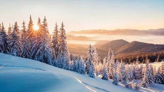 verschneiter Winterwald